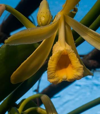 Visit the Santa Isabel Nursery.